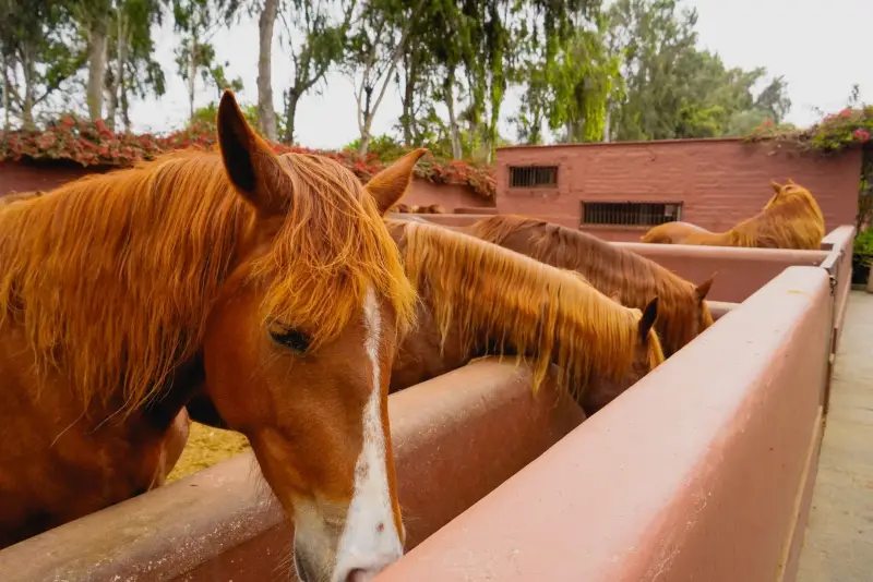 Noodstroom paardenhouderij Drenthe: stallen, pompen en